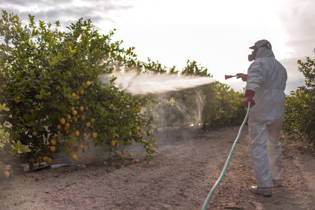 Best Exterminator Services  in Poipu, HI