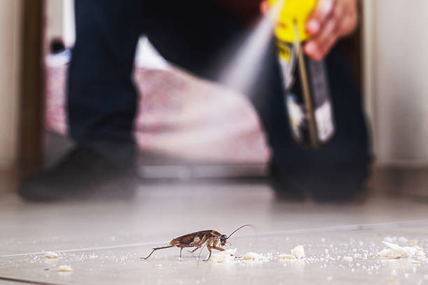 Best Termite Control Services  in Poipu, HI